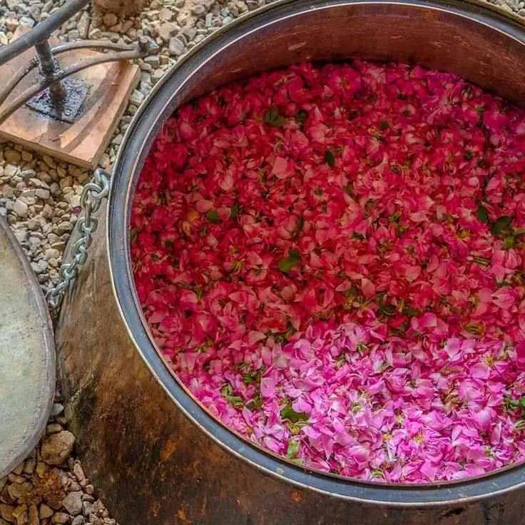 Traditional copper still filled with fresh pink Damask rose petals for distillation
